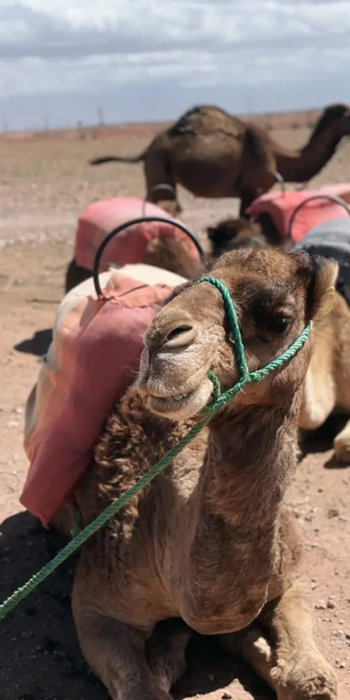 Guest enjoying quad ride in Moroccan desert